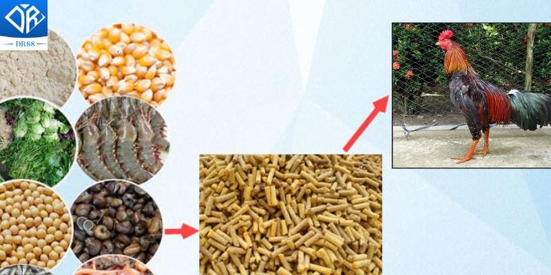 Chế Độ Nuôi Gà Đá Bí Quyết Để Có Những Chiến Kê Xuất Sắc