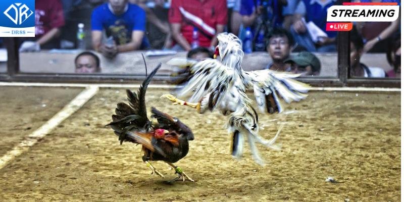 Chọi Gà Trực Tuyến Xu Hướng Phổ Biến Trong Thế Giới Giải Trí