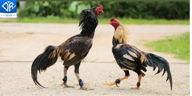 Cựa Sắt Thomo Vũ Khí Chiến Đấu Lợi Hại Của Các Chiến Kê